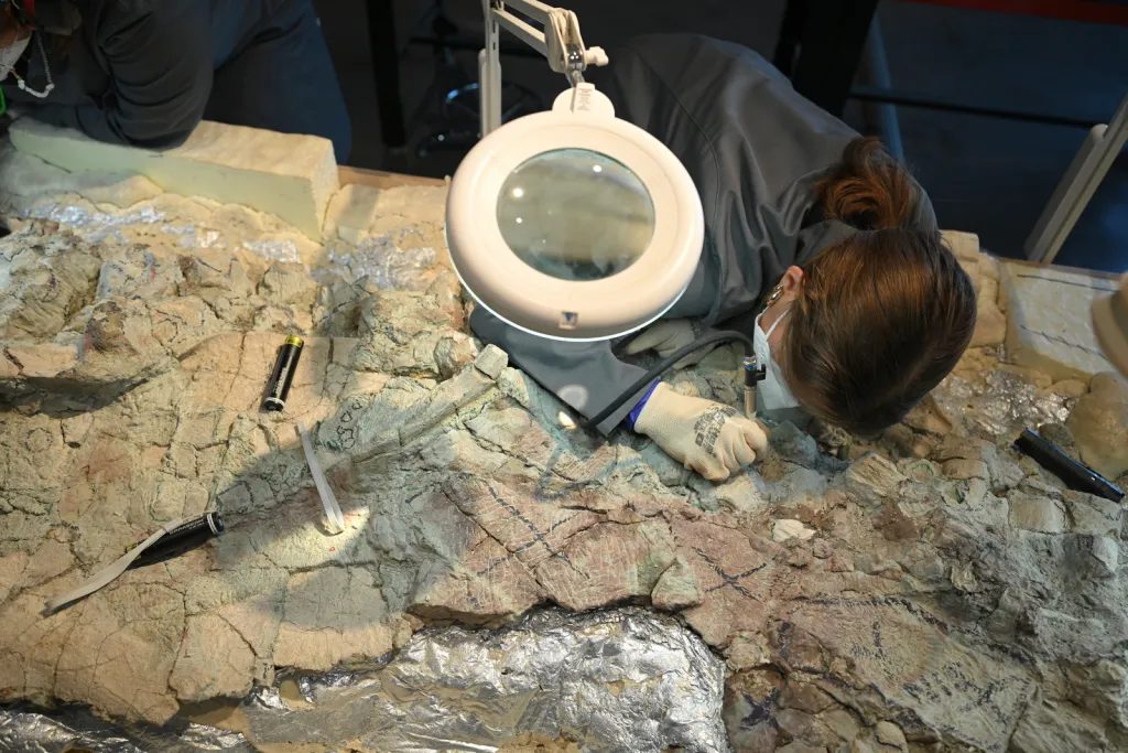  Warszawa, 14.07.2026. Postęp prac przy wydobywaniu z bloków skalnych kości mastodonzaura z Miedar, 14 bm. w pracowni paleontologicznej Centrum Nauki Kopernik. Złożenie 2,5-metrowego płaza sprzed 240 milionów lat jest w fazie realizacji. (aldg) PAP/Marcin Obara
