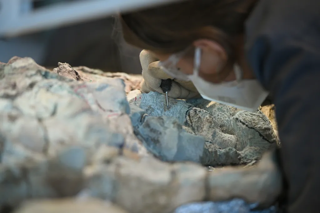  Warszawa, 14.07.2026. Postęp prac przy wydobywaniu z bloków skalnych kości mastodonzaura z Miedar, 14 bm. w pracowni paleontologicznej Centrum Nauki Kopernik. Złożenie 2,5-metrowego płaza sprzed 240 milionów lat jest w fazie realizacji. (aldg) PAP/Marcin Obara