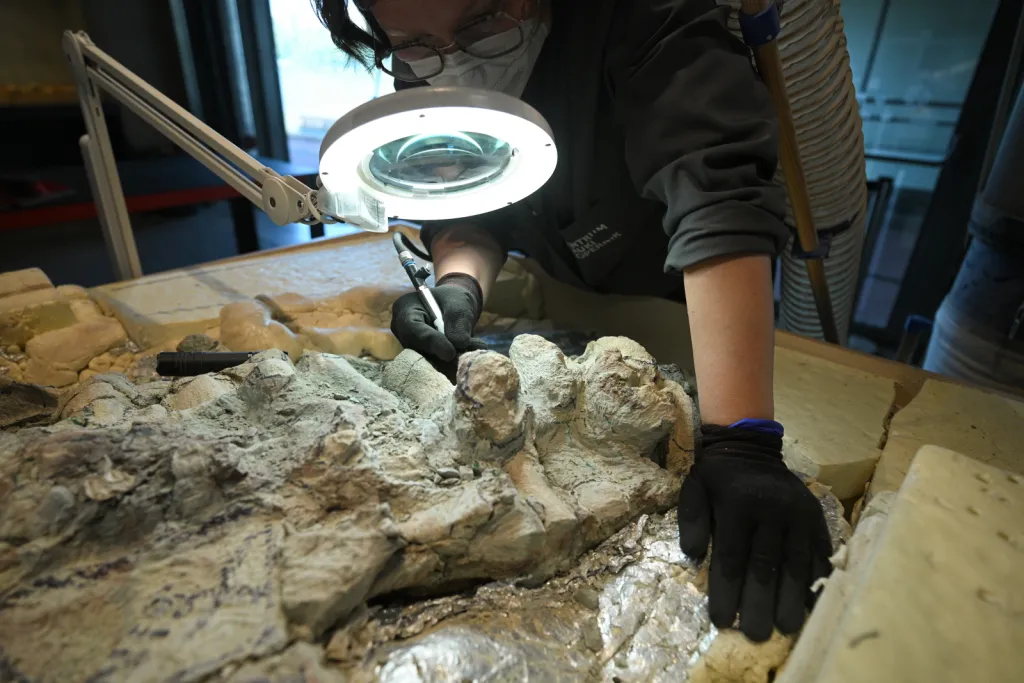  Warszawa, 14.07.2026. Postęp prac przy wydobywaniu z bloków skalnych kości mastodonzaura z Miedar, 14 bm. w pracowni paleontologicznej Centrum Nauki Kopernik. Złożenie 2,5-metrowego płaza sprzed 240 milionów lat jest w fazie realizacji. (aldg) PAP/Marcin Obara
