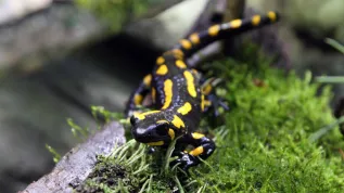 Salamandra plamista. Fot. PAP/Krzysztof Świderski 17.03.2016