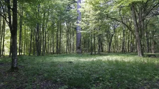 Dąbrowa świetlista. Fot. PAP/Artur Reszko 05.06.2016