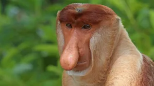 There is a noble excuse to create memes. They can help protect endangered animals, researchers hope. Photo: Proboscis monkey, based on photo by Charles J Sharp / CC BY-SA https://commons.wikimedia.org/wiki/File:Proboscis_monkey_(Nasalis_larvatus)_male_head.jpg