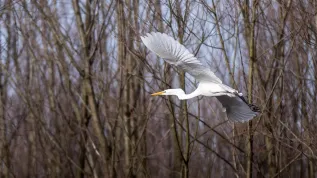 Frydrychowice, 24.02.2021. Jedna z pierwszych czapli białych (Egretta alba) po powrocie do Polski 24 bm. we Frydrychowicach. PAP/Łukasz Gągulski