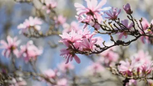 21.04.2023. Kwitnące magnolie w Ogrodzie Botanicznym PAN Centrum Zachowania Różnorodności Biologicznej w Powsinie. PAP/Leszek Szymański