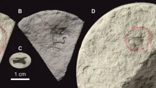 Fot. T. Szczygielski. Źródło: Przegląd Geologiczny