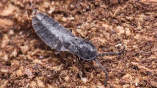 Phosphaenus hemipterus Radim Gabriš (Zlaté Hory, Czechy). Źródło: Jakub Goczał