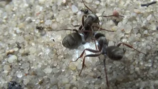 Akcja ratunkowa pierwomrówek żwirowych (Formica cinerea), podczas której ratowniczka ciągnie uwięzioną mrówkę za nogę. Autor Filip Turza