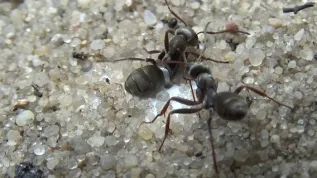 Formica cinerea ant rescue operation, during which the rescuer pulls a trapped ant by its leg. Credit: Filip Turza