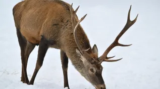 Białowieża, 23.01.2024. Jeleń zimą z w Białowieży, 22 bm. (ad) PAP/Przemysław Piątkowski