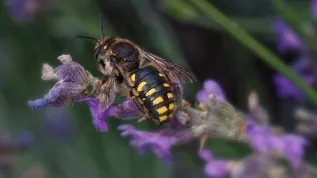 Makatka siedmiozębna (Anthidium septemspinosum). Źródło: Adobe Stock