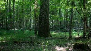 27.05.2024. N/z pejzaż leśny Puszczy Białowieskiej. PAP/Michał Zieliński