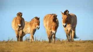 Konie Przewalskiego (Equus przewalskii lub Equus ferus przewalskii) z,Parku Narodowego Hustai w Mongolii, Adobe Stock