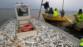 Rybacy zrzeszeni w stowarzyszeniu Lokalna Grupa Rybacka "Zalew Wiślany" podczas połowu śledzi na Zalewie Wiślanym, 26 bm (tw/soa) PAP/Tomasz Waszczuk