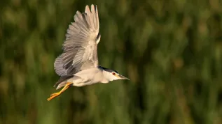 Ślepowron zwyczajny (Nycticorax nycticorax)  (łg/doro) PAP/Łukasz Gągulski