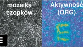 Obraz wyświetlany przed oczami jest widoczny w ruchu komórek światłoczułych na siatkówce. Źródło: M.Wojtkowski 