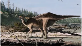Istiorachis chasei. Autor ilustracji: James Brown. Grafika pochodzi z artykułu „The origins of neural spine elongation in iguanodontian dinosaurs and the osteology of a new sail-back styracosternan (Dinosauria, Ornithischia) from the Lower Cretaceous Wealden Group of England” (https://doi.org/10.1002/spp2.70034)
