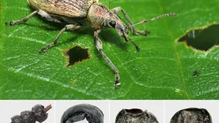 Współczesny przedstawiciel Phyllobius viridicollis z zaznaczonym przedpleczem;  źródło: A. Hałuszko za  Antiquity