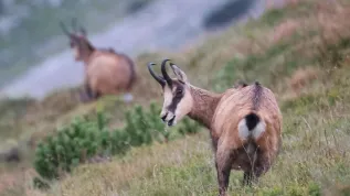 Tatry, 31.08.2023. Kozice w rejonie Kasprowego Wierchu w Tatrach. PAP/Grzegorz Momot