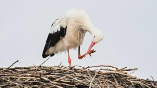 Wiślica, 01.01.2026. Bocian Wojtuś zimujący w gnieździe na terenie gospodarstwa Maryli i Grzegorza Kamińskich w Wiślicy. PAP/Piotr Polak