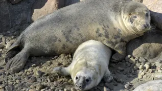 Młoda foka szara z mamą, w Stacji Morskiej Uniwersytetu Gdańskiego w Helu  (aw/kkk) PAP/Adam Warżawa
