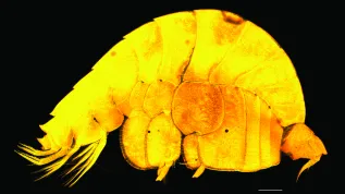 Źródło: Centrum Promocji Wydział Biologii i Ochrony Środowiska UŁ 