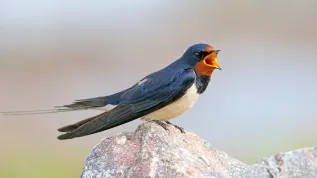 Dymówka (Hirundo rustica). Fot. Adobe Stock