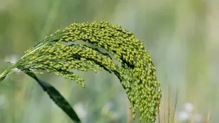 współczesne proso, fot. Adobe Stock