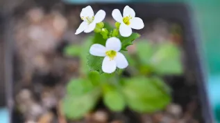  17.04.2026. Żywy Bank Genów Karkonoskiego Parku Narodowego w Jagniątkowie, 17 bm. Ośrodek powstał 3 lipca 2016 roku, a jego zadaniem jest zachowanie i ochrona różnorodności gatunków roślin występujących w Karkonoszach m.in. gęsiówki alpejskej, skalnicy śnieżnej, różanecznika alpejskiego czy endemicznych gatunków jastrzębców. PAP/Maciej Kulczyński
