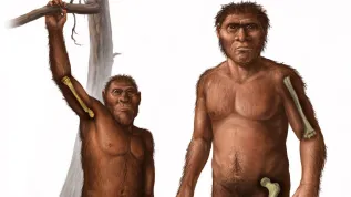 Po prawej wczesny przodek człowieka z rodzaju Homo, którego kość udowa charakteryzowała się stosunkowo większą wytrzymałością w porównaniu z kością ramienną. Po lewej przedstawiono starszego przodka człowieka – Australopithecus, u którego kości ramienia i uda miały zbliżoną wytrzymałość. Ilustracja: Cullen Townsend