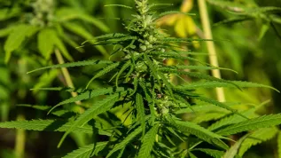Marihuana (wj/dw) PAP/Wojtek Jargiło
