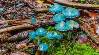 Pierścieniak grynszpanowy (Stropharia aeruginosa) Fot. Adobe Stock