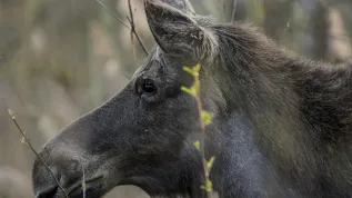 10.04.2017. N/z łoś (Alces alces) PAP/Michał Zieliński