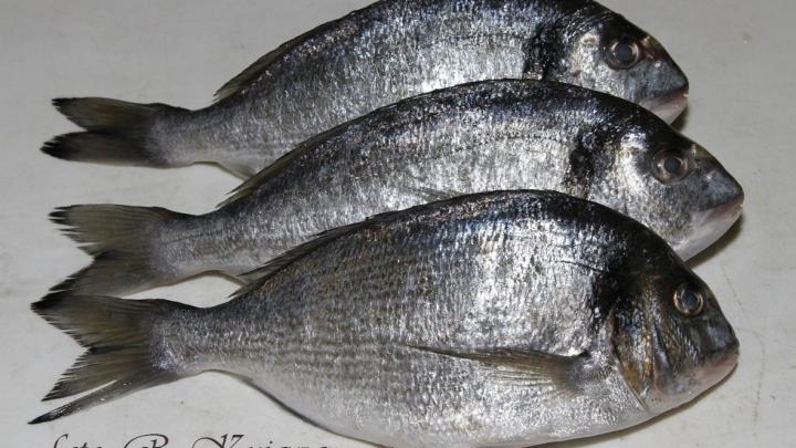 About 450 species of fish can change their sex | Science in Poland