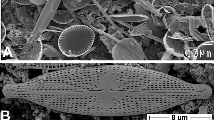 Krzemionkowe skorupki okrzemek obserwowane w skaningowym mikroskopie elektronowym A – zbiorowisko okrzemek, B – Navicula gregaria, C – Sellaphora pupula. Fot. Uniwersytet Łódzki