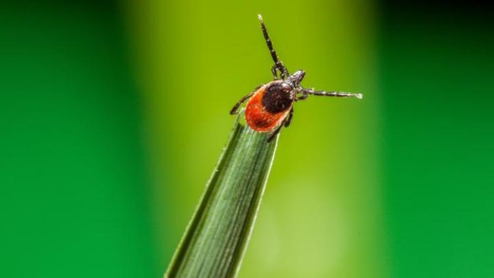 Smartphone Radiation Can Attract Ticks Carrying Dangerous Pathogens