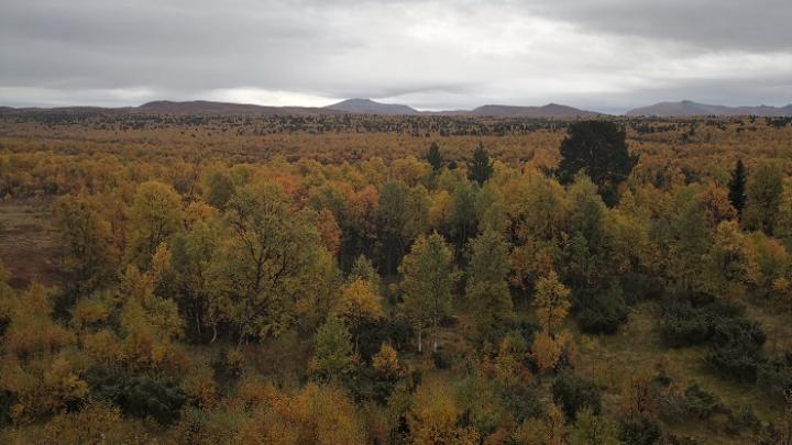 The Scandinavian Mountains Green Belt, credit: G. Mikusiński