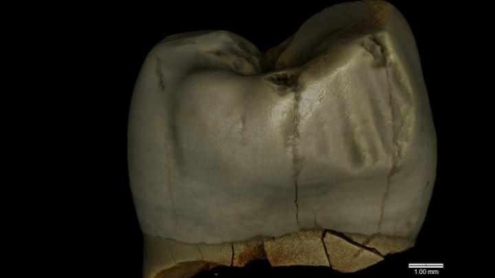 wirtualny model neandertalskiego górnego przedtrzonowca z J.Stajnia (tu: pow. zewnętrzna zęba) – M. Binkowski obecnie CEO startupu technologicznego www.deventiv.com