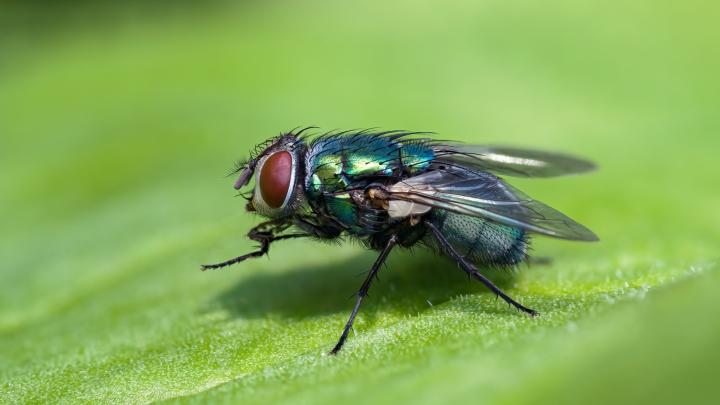 Dwulicowa larwa muchy wkrada się w łaski termitów