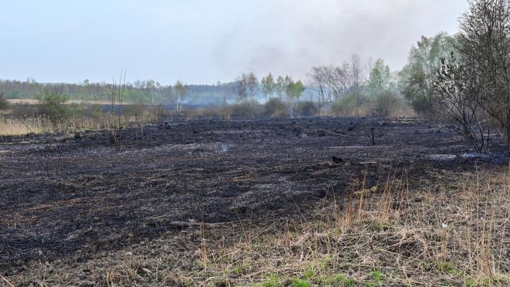 Eksperci: wypalanie traw prowadzi do degradacji gleby i niszczy bioróżnorodność