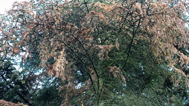 Łódzkie/ Z powodu zmiany klimatu i suszy zamierają drzewa iglaste w Arboretum w Rogowie