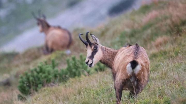 Tatry/ Ruszyło jesienne liczenie kozic