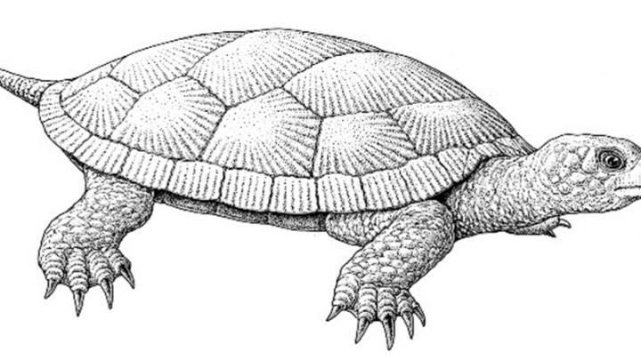 Ślady na pancerzach jurajskich żółwi – zapisem złożonych relacji tych zwierząt z innymi organizmami