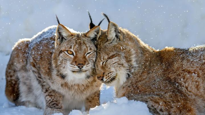 Lepiej poznano taktyki godowe rysi