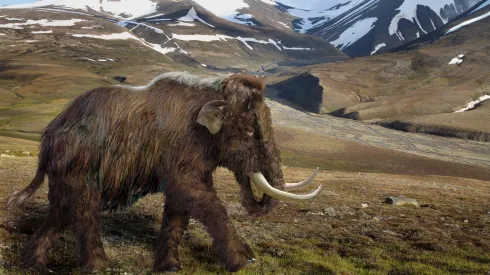 Rekonstrukcja mamuta włochatego w jego naturalnym środowisku. Rys. Aleksandra Hołda-Michalska 