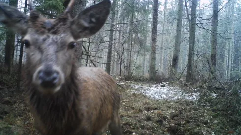 Źródło: Instytut Biologii Ssaków PAN