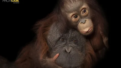  Fot. Joel Sartore/National Geographic Photo Ark/natgeophotoark.org   