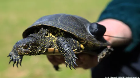 Źródło: A. Kepel; PTOP Salamandra