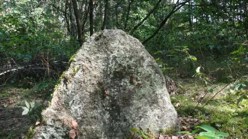 Stele kamienne na cmentarzysku w Jagintach gm. Nowy Dwór, woj. podlaskie. Fot. Hubert Lepionka