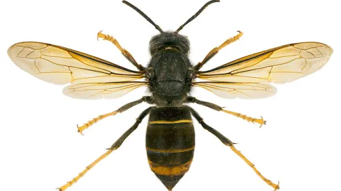 Didier Descouens - Praca własna, Vespa velutina nigrithorax, Wikipedia