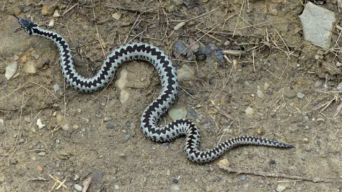 Duszatyn, 02.05.2017. Żmija zygzakowata (Vipera berus), 2 bm. Żmija zygzakowata to jedyny jadowity wąż w Polsce występujący m.in. w Bieszczadach. (dd/doro) PAP/Darek Delmanowicz